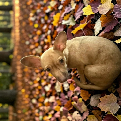 picture of the dog needing adoption