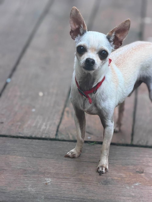 picture of the dog needing adoption