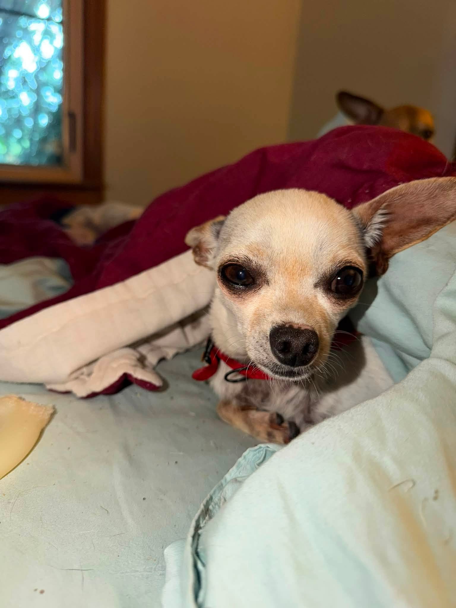 Poppy, photo 7