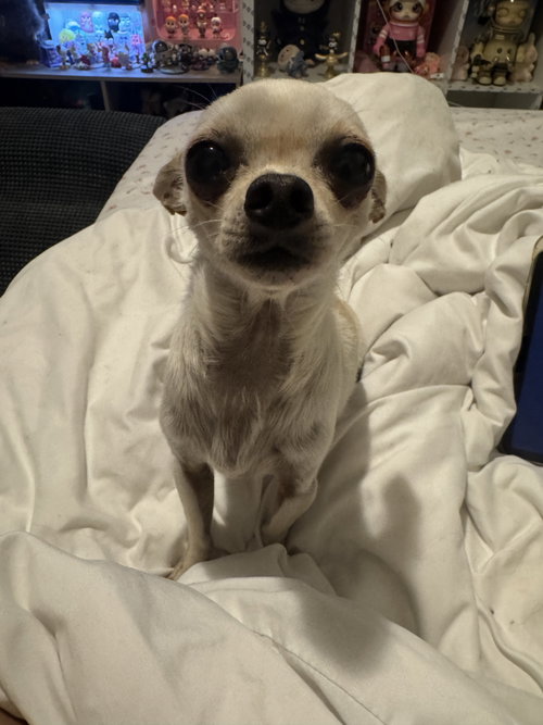 Poppy