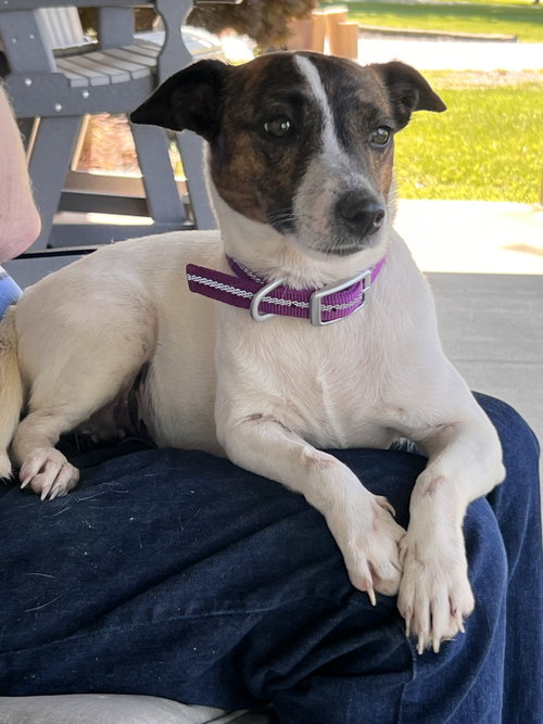 picture of the dog needing adoption