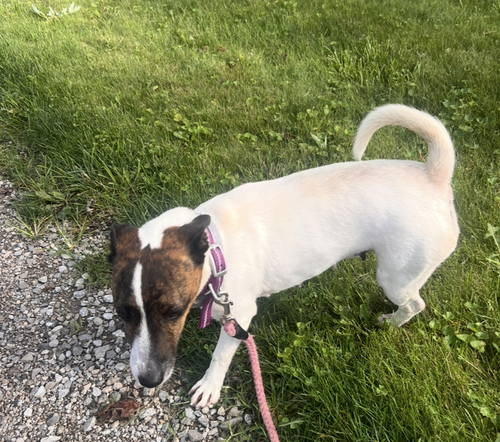 Sadie Mae photo 3