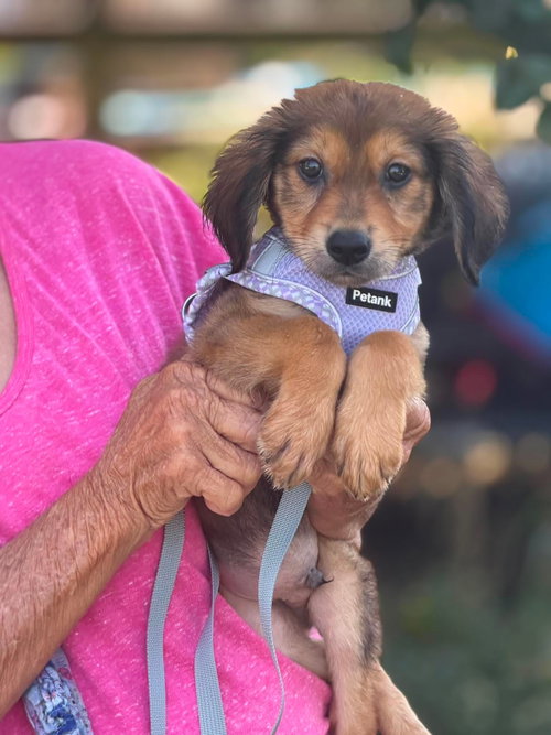 Champ, a dog for adoption from Danielle's Animal Safe Haven