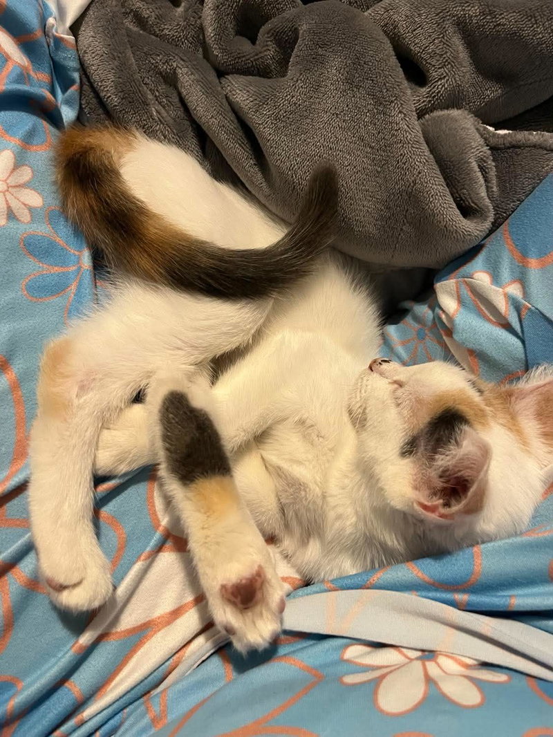Snowbell, photo 5
