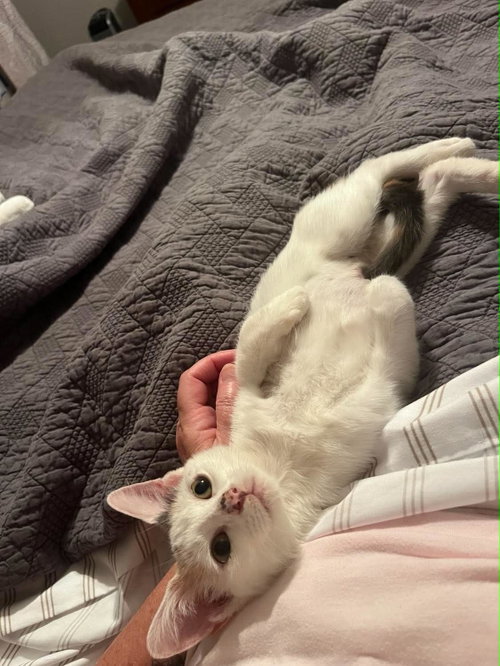 Photo 4 of Snowbell (Kitty)