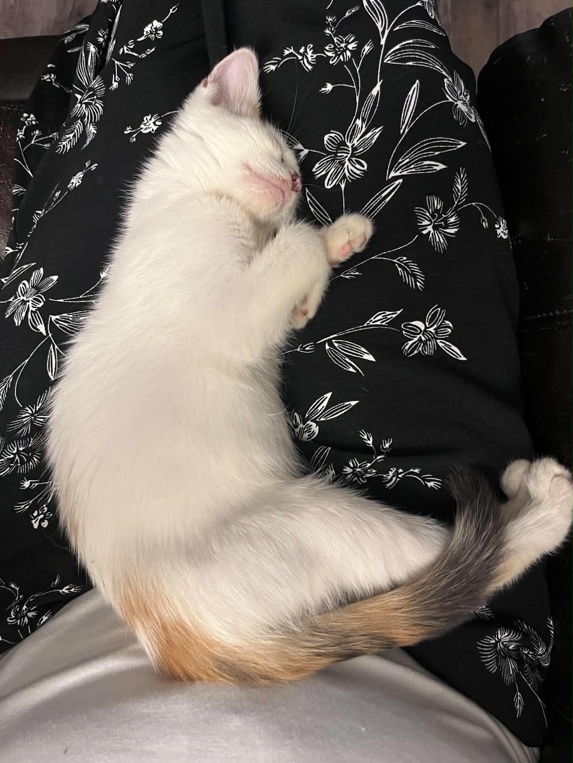 Snowbell (Kitty), photo 6