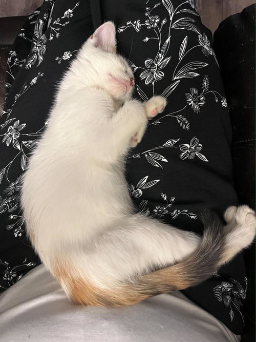 Photo 6 of Snowbell (Kitty)