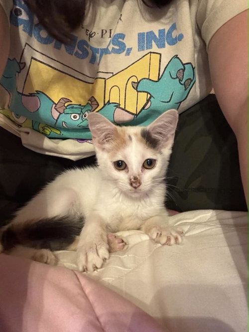 Snowbell (Kitty), a cat for adoption from Danielle's Animal Safe Haven
