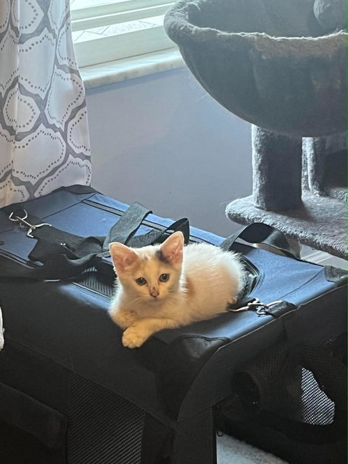 Photo 2 of Snowbell (Kitty)