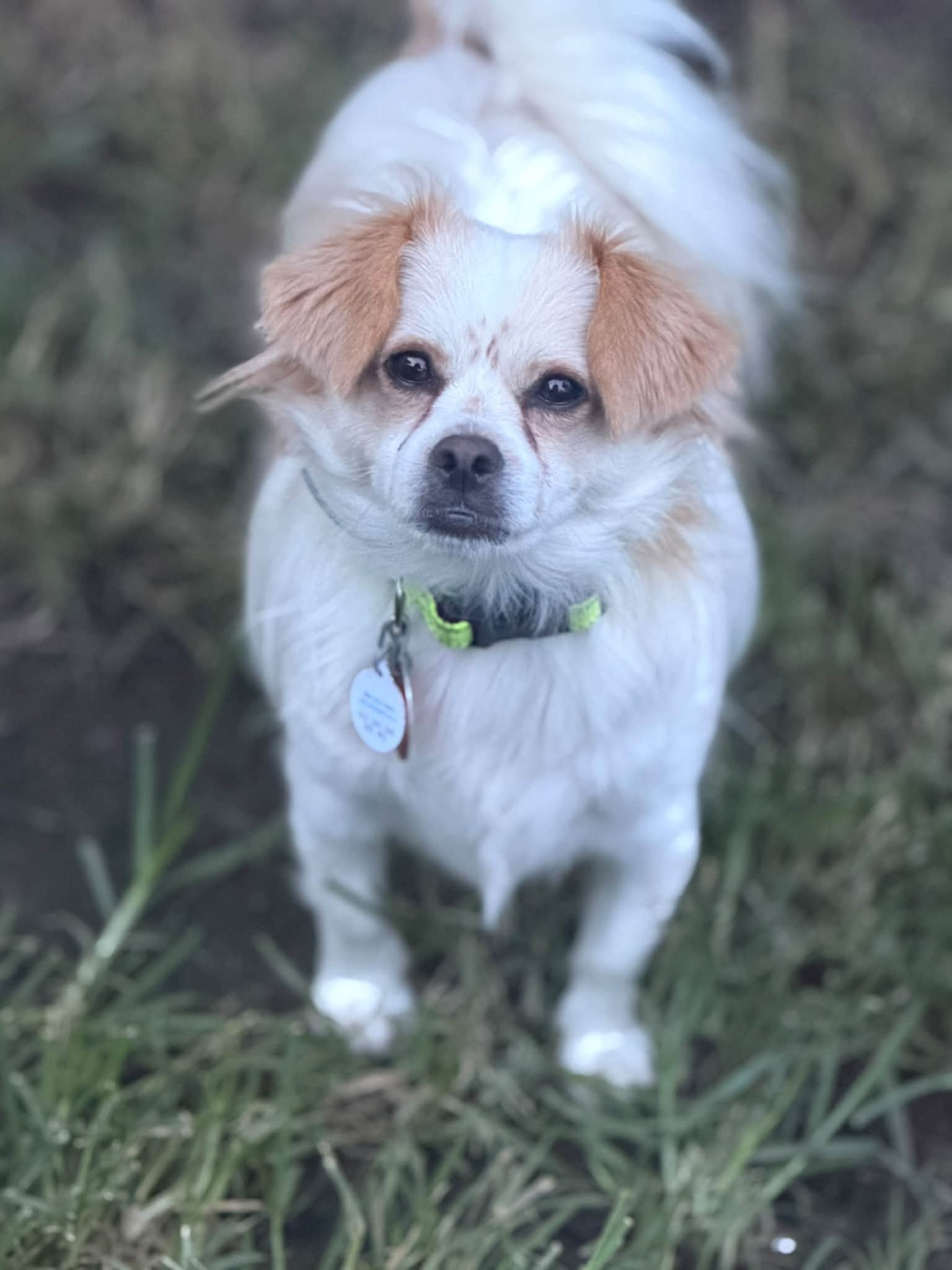 Ozzy, Chihuahua