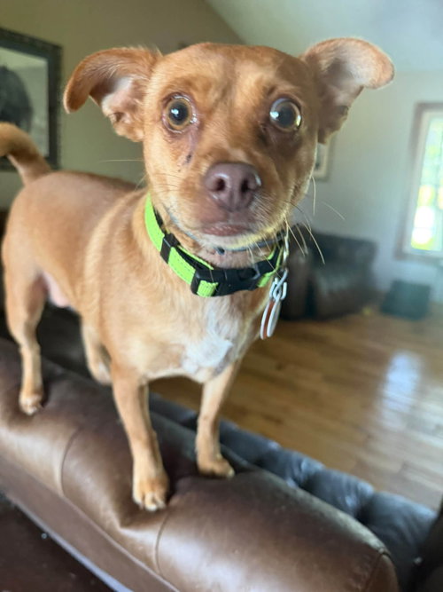 Tilly, a dog for adoption from Danielle's Animal Safe Haven