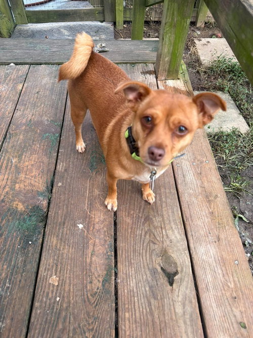 Photo 5 of Tilly