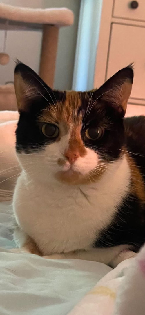 Photo 5 of Kat (Kitty)