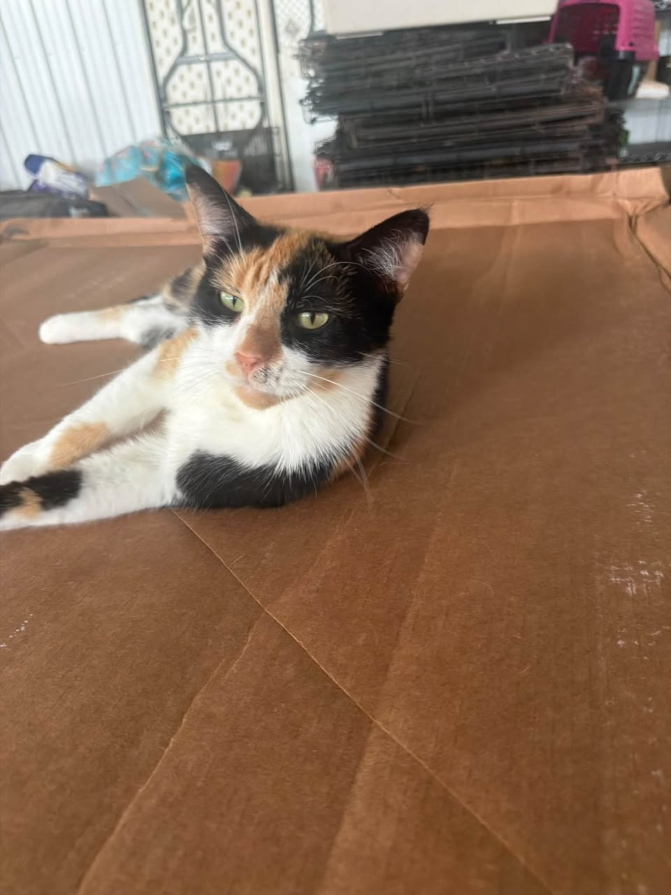 Kat (Kitty), photo 6