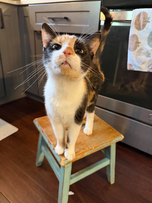 Kat (Kitty), a cat for adoption from Danielle's Animal Safe Haven