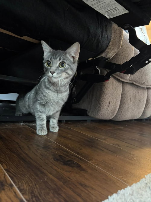 Pixie (Kitty), a cat for adoption from Danielle's Animal Safe Haven
