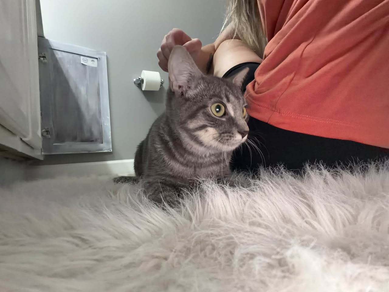 Pixie (Kitty), photo 2