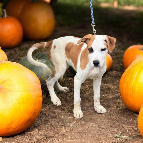 Benny, a dog for adoption from Danielle's Animal Safe Haven