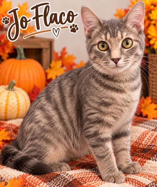 Joe Flacco, a cat for adoption from Danielle's Animal Safe Haven