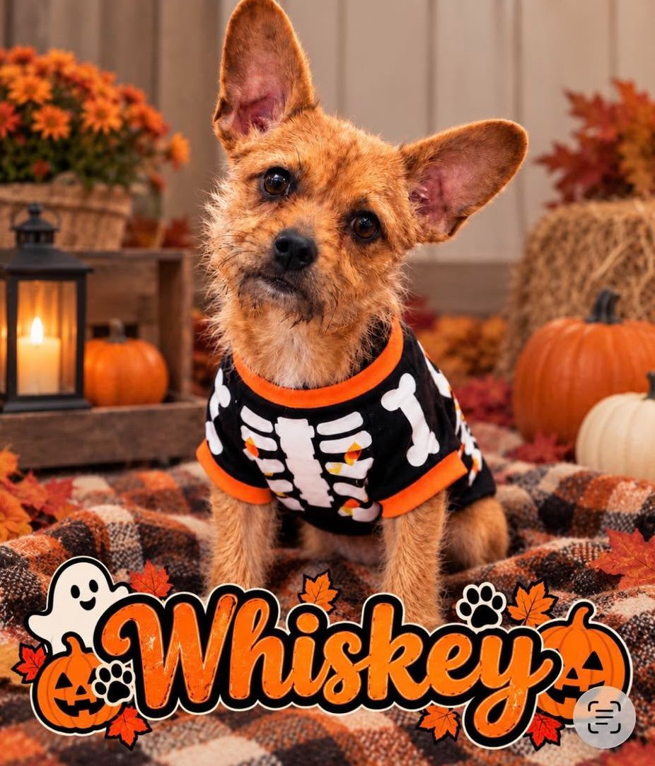 Whiskey
