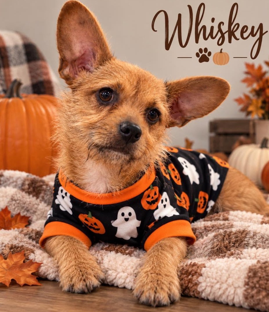 Whiskey, photo 3