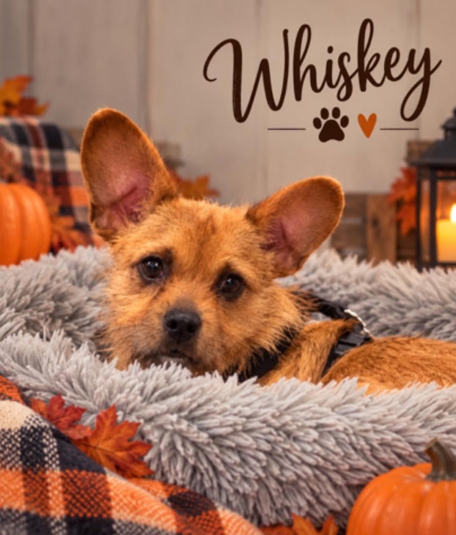 Whiskey, photo 4