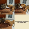 Max - Photo 2