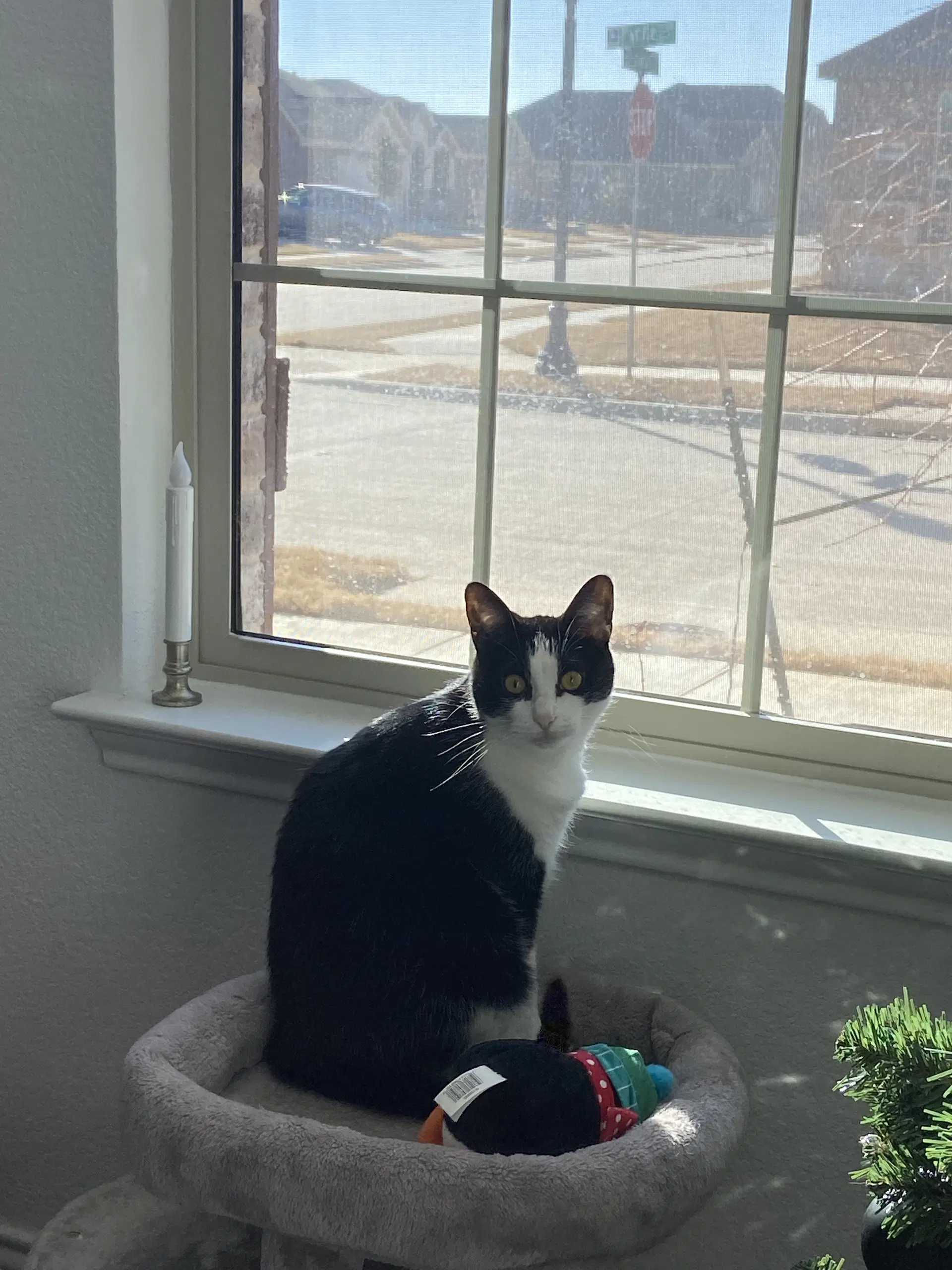 Rogue - American Shorthair