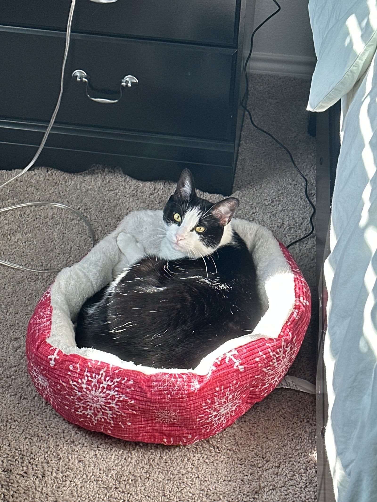Rogue, American Shorthair