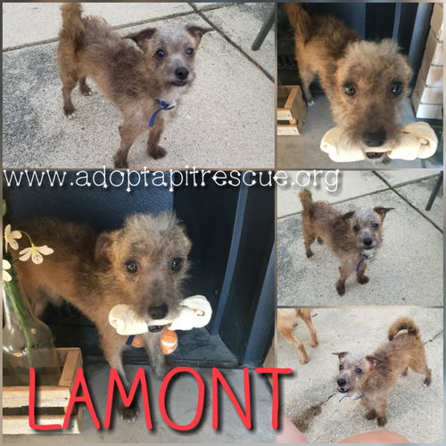 Lamont
