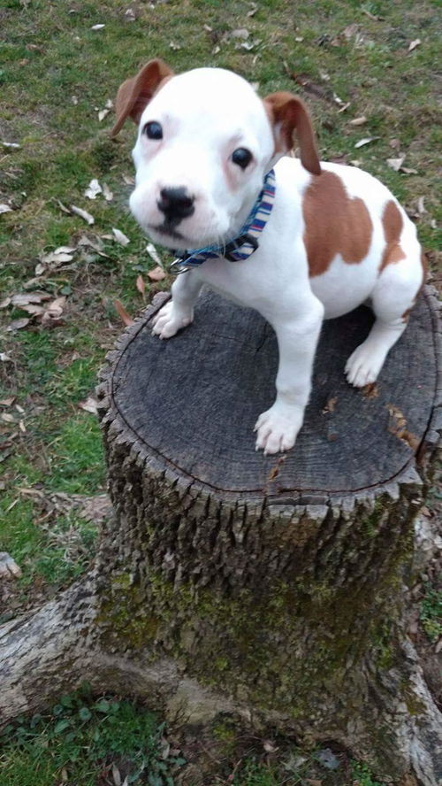 Laila