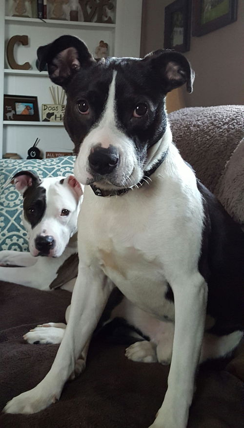 Oreo