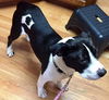 Oreo