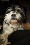 Ewok