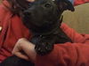 Abbie