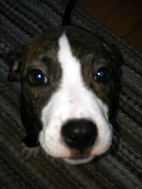 Gertie