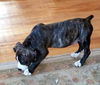 Gertie