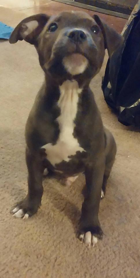 Gauge