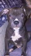 Gauge