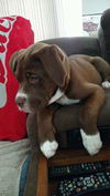Gambit
