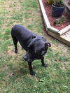Ebony