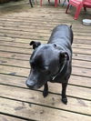 Ebony