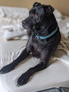Ebony