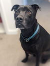 Ebony