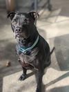 Ebony