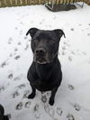 Ebony