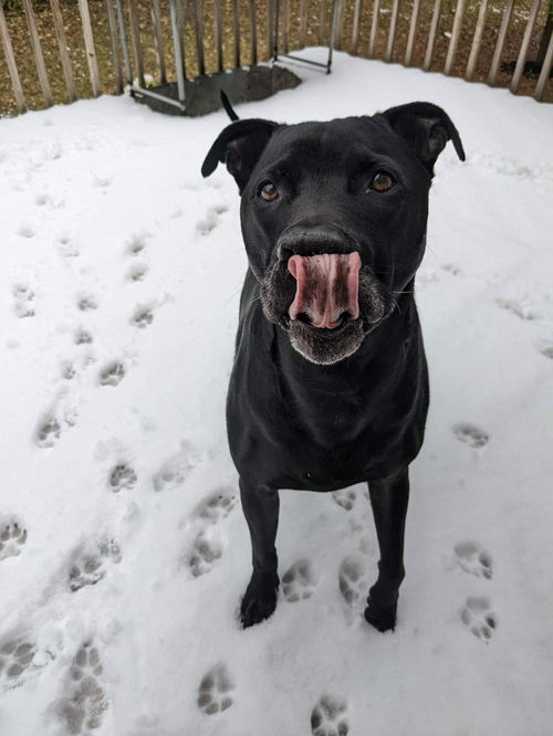 Ebony