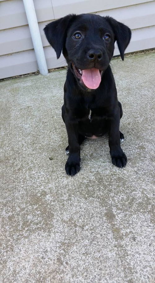Zanie