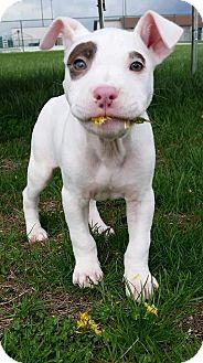 Gianni