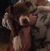 Eddie